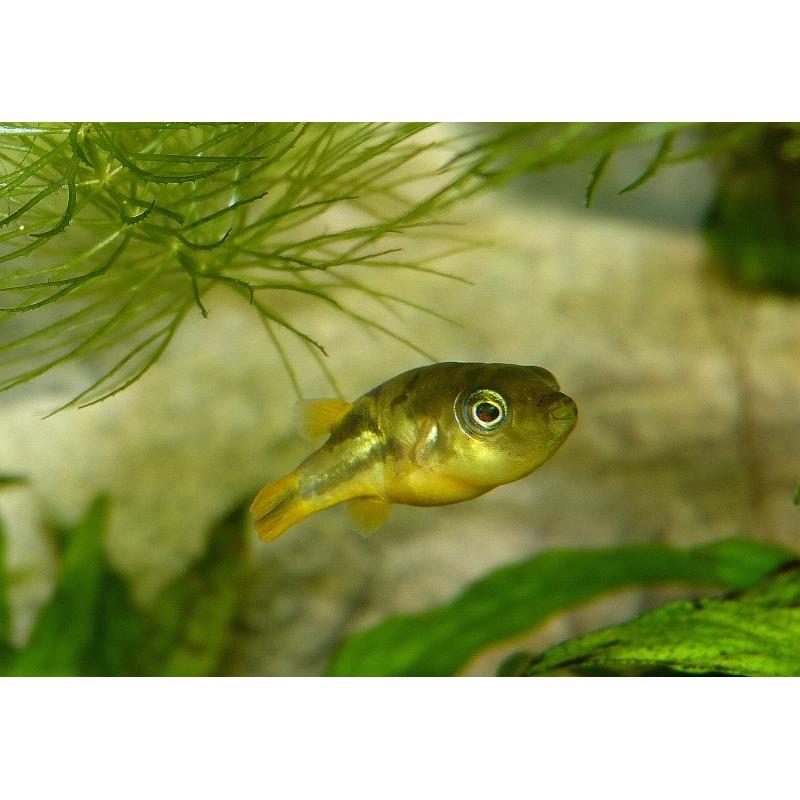 Tetraodon travancoricus - imagine 5